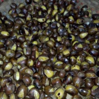 Hạt Dẻ rừng