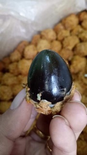 TRỨNG CÚT BẮC THẢO _ hộp 50 trứng