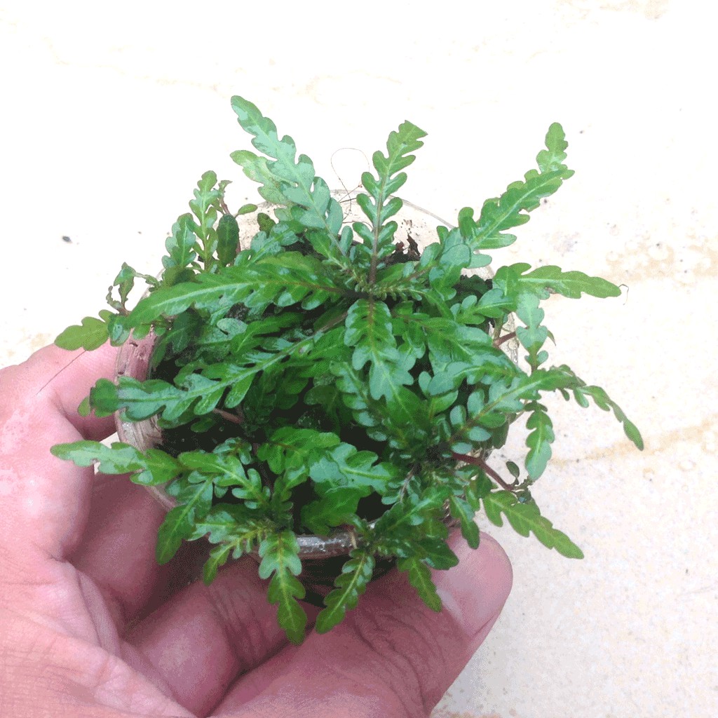 Liễu răng cưa - Cây thủy sinh 1 chậu 4-6 ngọn