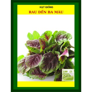 Hạt Giống Rau Dền 3 Màu 50 Gram