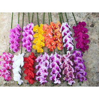 Lan cao su hồ điệp cành 9b. 50k