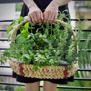 Giỏ Quà Tặng Thảo Mộc Gia Vị Âu JUN GARDEN