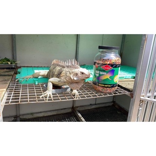 Thức ăn Repcal iguana hũ to ( Hạt To )