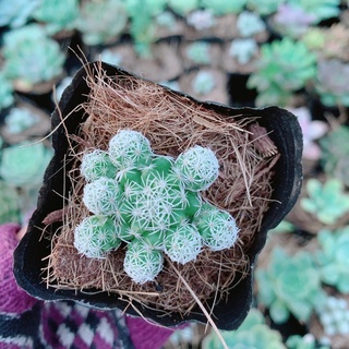 Xương rồng trứng chim