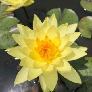 Củ hoa súng thái mini