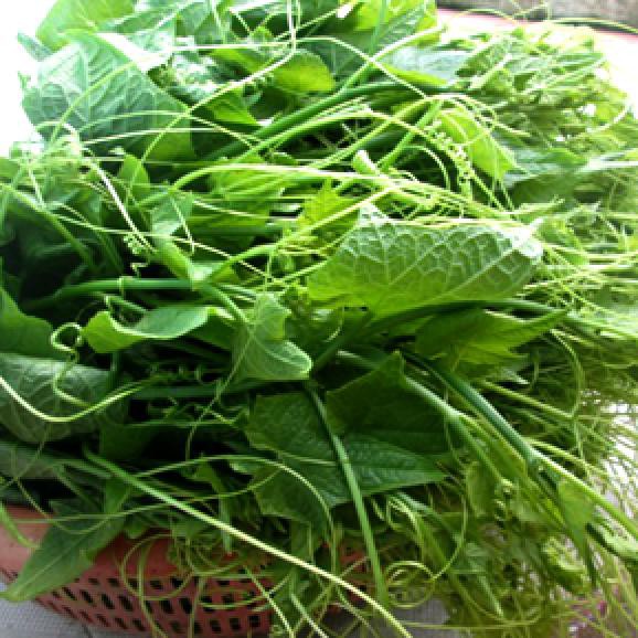 Hạt giống Bí ngọn (Siêu đọt ) - PNSeeds