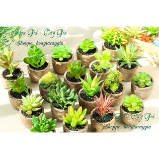 Cây giả - Chậu Sen đá Xơ dừa (cả cây và chậu)