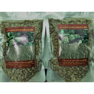 Hạt giống cà phê tr4