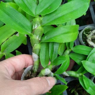 Hoa phong lan phi điệp lá mít
