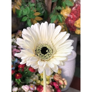 Hoa đồng tiền chuẩn Thái