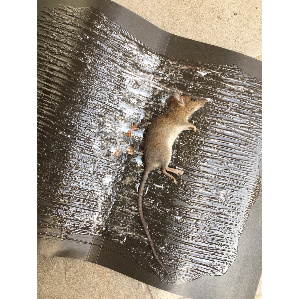 Keo dính chuột, Keo bẫy chuột