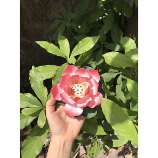 Hoa sen sứ cao cấp thả bát sen