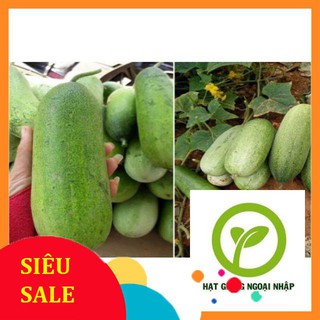 30 Hạt giống dưa chuột mèo ( dưa chuột siêu to) HAT F1