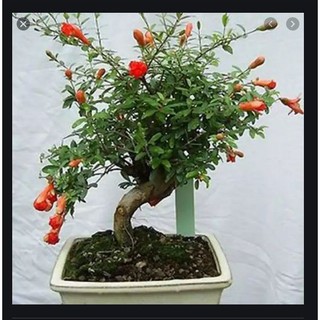 Hạt giống lựu lùn bonsai 10 hạt (TẶNG gói kích thích hỗ trợ hạt nảy mầm)