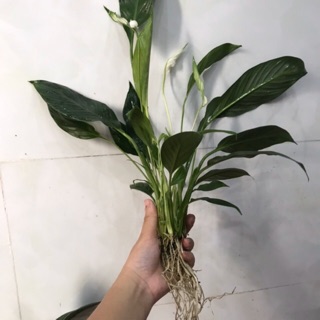 Cây lan ý - khóm to