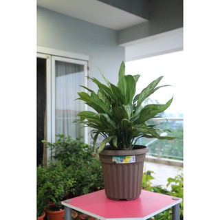 CHẬU HOA NHỰA TRÒN LỚN BABA BI-RD-260 HÀNG NHẬP KHẨU MALAYSIA THÂN THIỆN VỚI MÔI TRƯỜNG