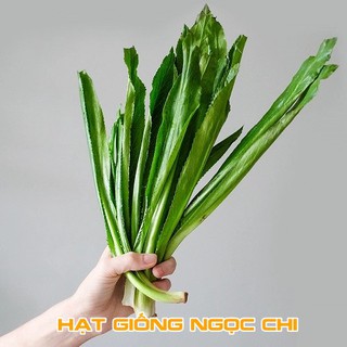 Hạt Giống Rau Ngò Gai (Mùi Tàu, Ngò Tây, Răng Cưa) - 2Gr