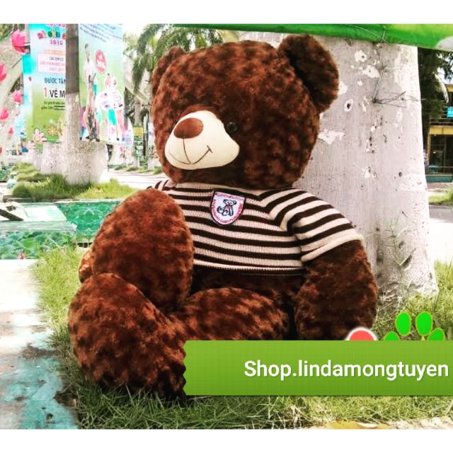 Gấu Teddy lông xoắn hoa hồng 1m5