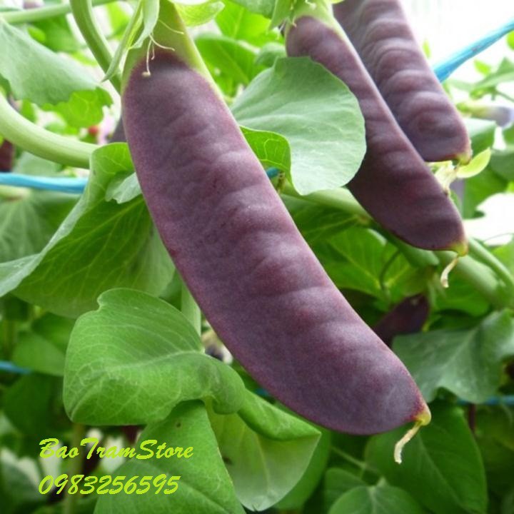 Hạt giống đậu Hà Lan đỏ gói 10 hạt xuất xứ Việt Nam