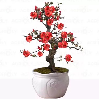 Cây Hoa Mai ( cây giống )