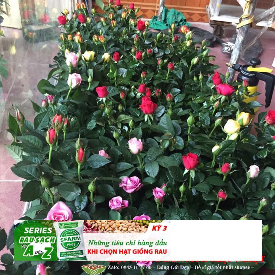 Gói 20 hạt Hoa hồng siêu nụ hoa - hoa đẹp ĐẾN MÙA TRỒNG TẾT