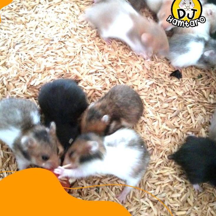 Khuôn Làm Bánh Cho Chuột Hamster