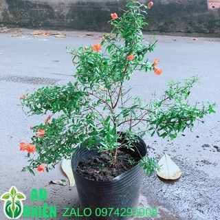 Cây Lựu Cho Sai Trái