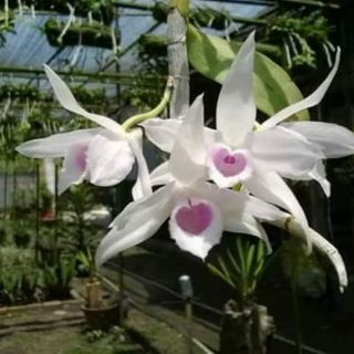 Dã Hạc 5CT Họng Hồng