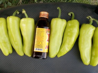 HẠT GIỐNG ỚT ĐÙI GÀ THÁI LAN