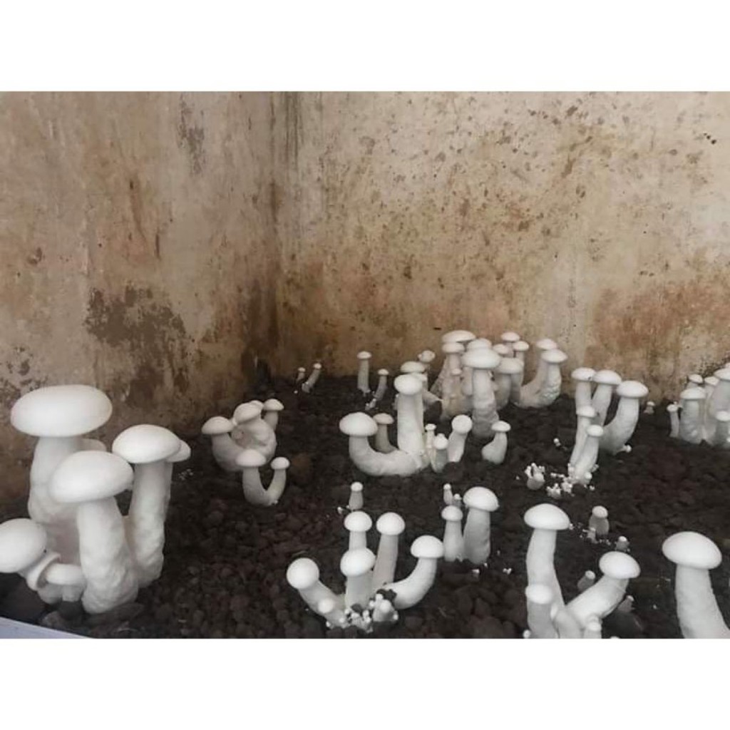 combo 3 phôi nấm đùi gà trắng