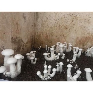 combo 3 phôi nấm đùi gà trắng