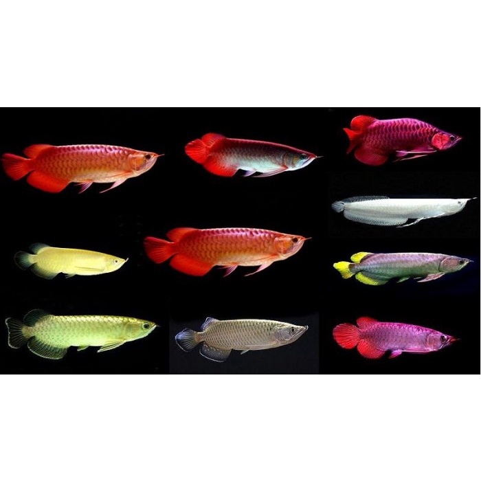 SỈ SÂM TĂNG LỰC - Blackwater - Sâm Cá Lóc Kiểng.