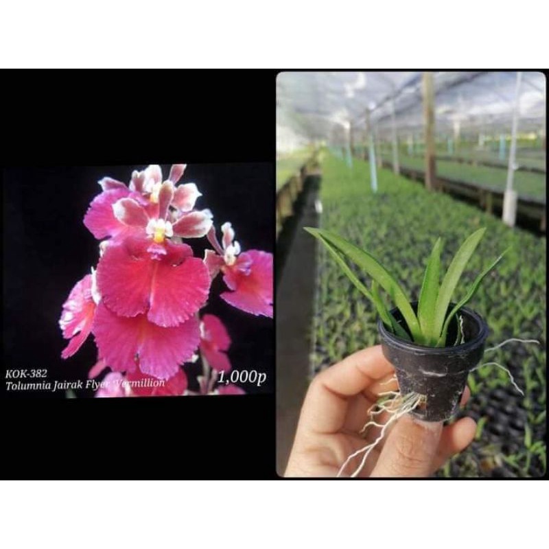 Vũ nữ bút chì giống chọn được màu