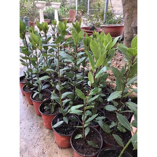 Nguyệt quế hi lạp - Bay leaf - Laurel