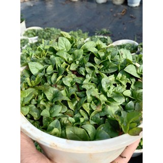 Cây Quế Vị Xá Xị Chậu Lớn 😌