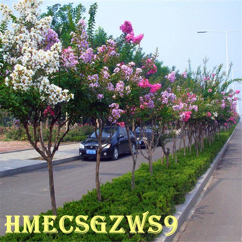 Hạt giống hoa ngọc cẩu. Là loại hạt giống cây cúc dại ưa cây xanh, trồng nhiều năm, tỷ lệ nảy mầm siêu cao 90% 30h