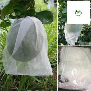 [KHONG PHOTOSHOP] BỌC BƯỞI TÚI VẢI HÀNG LOẠI 1 SÉT 100 TÚI 30x35CM vải lưới mùng