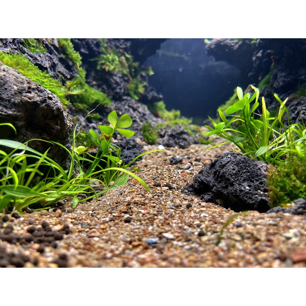 CÁT SUỐI, SẠN SUỐI, CUỘI VÂN