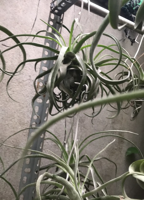 Cây không khí Tillandsia streptophylla