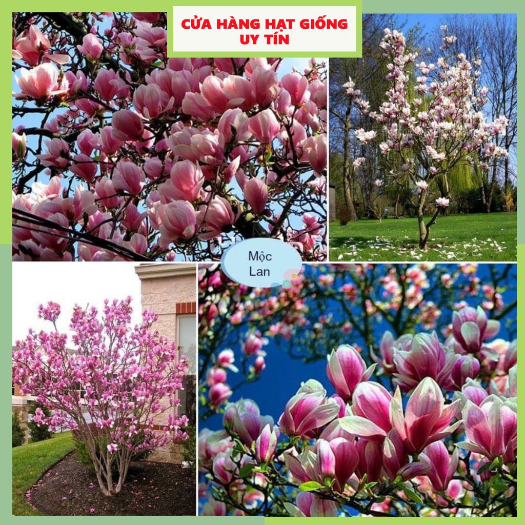 Hạt Giống Hoa Mộc Lan F1 Loại Siêu Dễ Trồng, Hoa Nở Đẹp Kháng sâu bệnh [ gói 50gram,100gram,200gram]