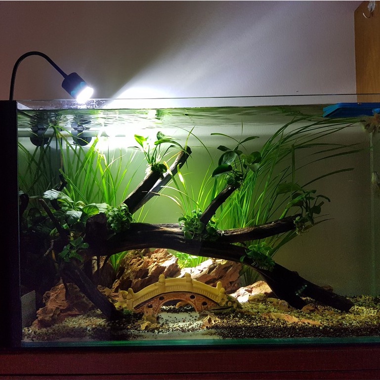 Đèn rọi bể cá biotop