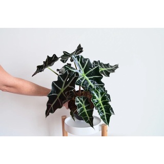 < GIÁ RẺ NHẤT> Cây Môn Alocasia Amazonica sz lớn