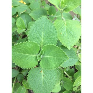 200g lá húng chanh tươi (tần lá dày) nhà trồng