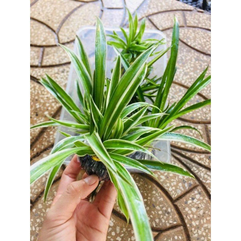 Com bo 30 cây giống cỏ lan chi, gửi cây như hình 2