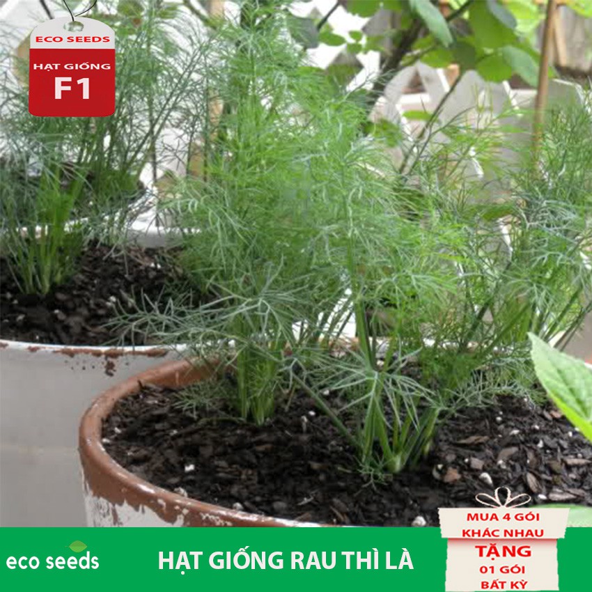 [SALE 50%] Hạt giống Rau Thì Là G3 Eco seeds KLT 20g