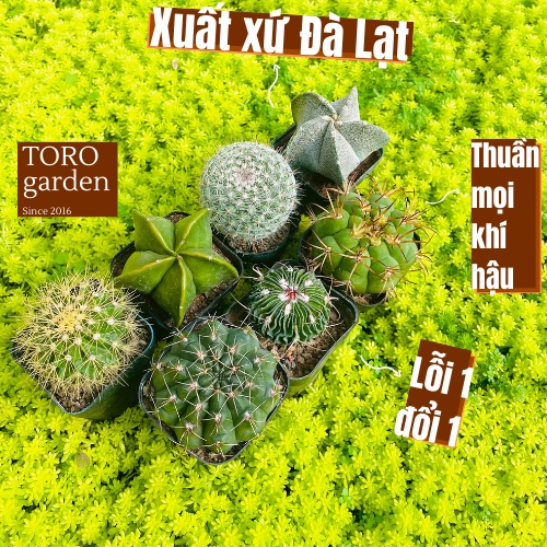 Xương rồng Đà Lạt 3 loại ngẫu nhiên size bé, cây cảnh trang trí nhà cửa Toro garden
