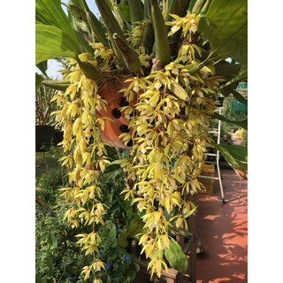 HOA LAN THANH ĐẠM INDO