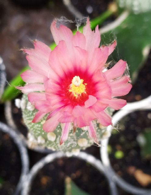 Xương rồng aster