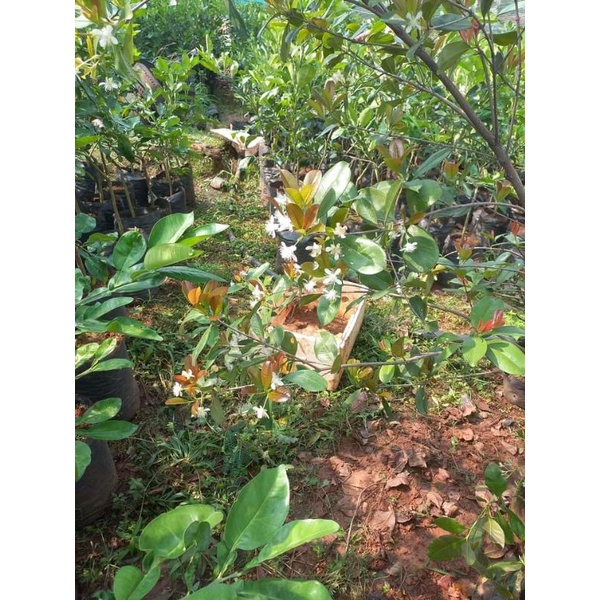 Cây cherry brazil, bầu to, cây đẹp, cao từ 70-100cm.