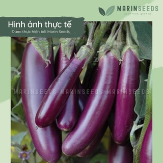 Hạt giống cà tím F1 (0.2gram)
